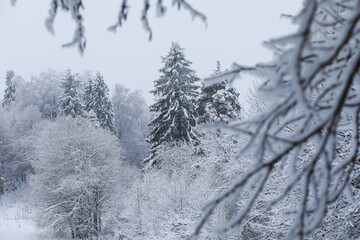 Winter snowy frosty landscape. The forest is covered with snow. Frost and fog in the park.