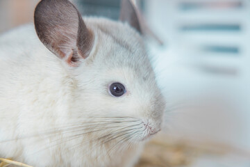 Obraz premium Chinchilla cute pet fur white hair fluffy and black eyes. Close-up animal rodent adorable tame ear grey looking at camera. Feline mammals are fluffy and playful.