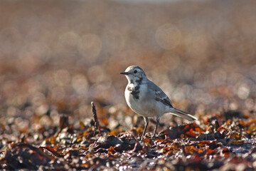 Small songbird white wagtail, Motacilla alba standing in the sunshine - 544267266