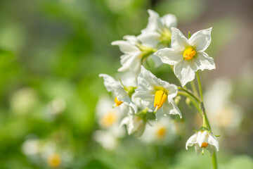 White flowers of potato, Solanum tuberosum blooming on a sunny summer day in the garden - 544267275