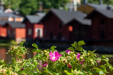  The beach rose (Rosa rugosa) blooming on the bank of the River Porvoo (Porvoonjoki) - 544267286