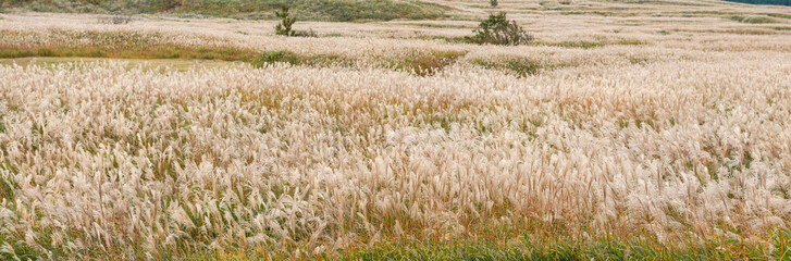 ススキの原野、富士山の裾野。