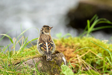 Colorful young Brambling, Fringilla montifringilla standing on a small rock by the river