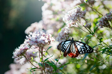 藤袴の花と渡り蝶のアサギマダラ