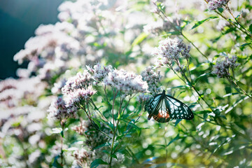 藤袴の花と渡り蝶のアサギマダラ
