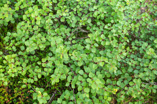 Leaves of the kiilopää birch, Betula pubescens ssp. czerepanovii var. appressa