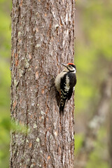 Young great spotted woodpecker, Dendrocopos major standing on a tree trunk in the forest