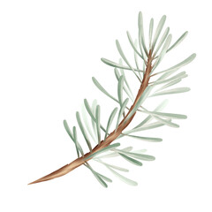 Christmas card Watercolor Christmas trees branch of pine with in a watercolor style.