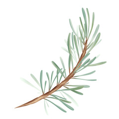 Christmas card Watercolor Christmas trees branch of pine with in a watercolor style.