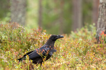 The common raven (Corvus corax) standing on the ground in autumnal boreal forest in Northern Finland