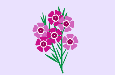 Geraldton wax flower in lilac background.
