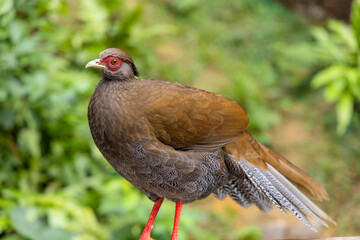 Lophura edwardsi at zoo park