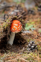The fruiting body of the fly agaric, Amanita muscaria pops out of the ground during early autumn in Estonian nature
