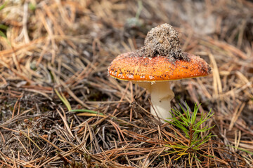 The fruiting body of the fly agaric, Amanita muscaria covered with a pile of dirt and sand during early autumn in Estonian nature