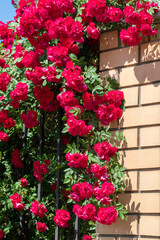 Fototapeta na wymiar Red tea rose flowers, plant nature.