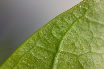 Fototapeta na wymiar muscle and texture of leaf have many small insect aphids, jasmine leaf.