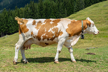 Fototapeta na wymiar A dairy cow grazes on mountains in Slovenia