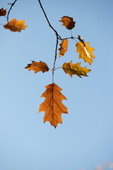 Yellow autumn maple leaves against the blue sky.