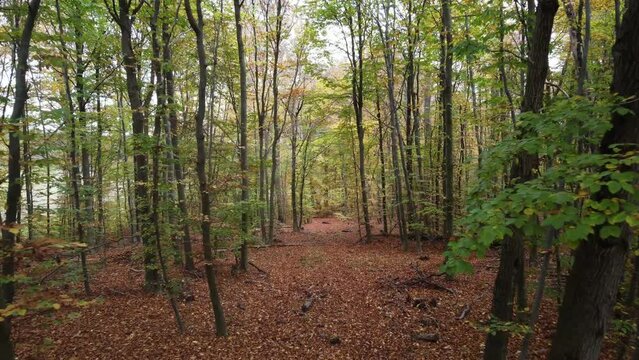Drone flying through a beautiful autumn forest.
Full of yellow and brown fallen leaves.
German forest in Lower Saxony.
Full of autumn colors.