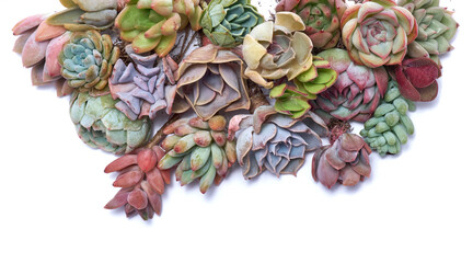 Group of Echeveria and Pachyveria opalina Succulent rooted cutting Plants Isolated on White Background