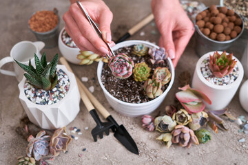 Woman holding Echeveria Succulent rooted cutting Plant with roots ready for planting