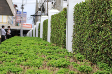 plant a small tree along the fence to increase strength and beauty