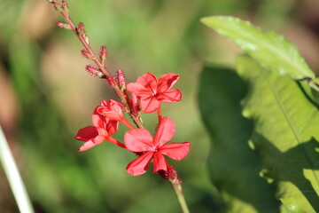 Plumbago indica, the Indian leadwort, scarlet leadwort or whorled plantain, is a species of flowering plant in the family Plumbaginaceae, native to Southeast Asia, Indonesia.