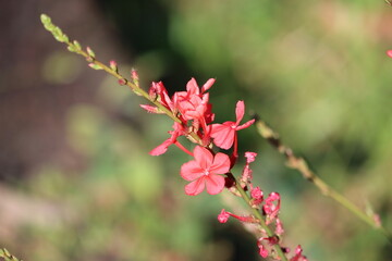 Plumbago indica, the Indian leadwort, scarlet leadwort or whorled plantain, is a species of flowering plant in the family Plumbaginaceae, native to Southeast Asia, Indonesia.