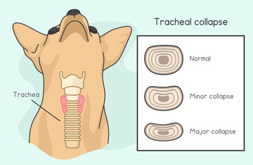 Tracheal Collapse in Dogs kawaii doodle flat cartoon vector illustration