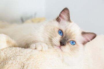 Cute pet ragdoll cat. Pet animal.