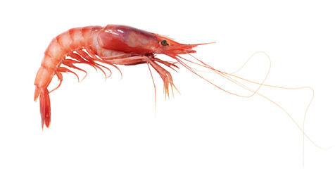 Red prawn isolated on transparent