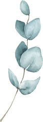 Eucalyptus Branch Illustration Hand Drawn