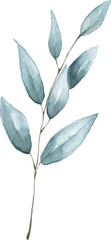 Eucalyptus Branch Watercolor Illustration