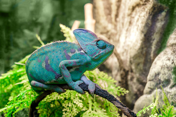 View of a green chameleon. Funny pet. selective focus