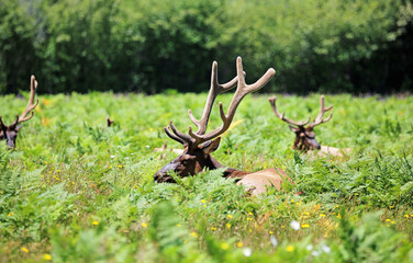 Resting elk - California