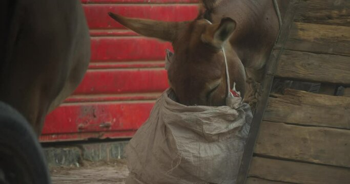 A close up shot of two donkeys eating with bags tied to their heads