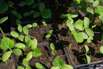 Seedlings in disposable plastic pots, young sprouts.