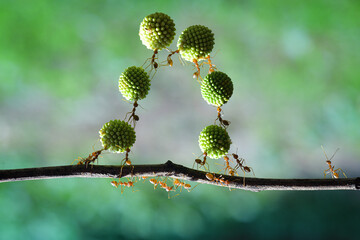Several weaver ants together arrange the Leucaena glauca fruit into chains to be carried to their...
