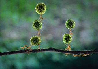 Several weaver ants together arrange the Leucaena glauca fruit  to be carried to their nest