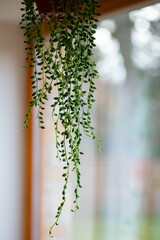 Pearl of strings plant growing