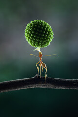 Amazing. A weaver ant with all his might lifts a Leucaena glauca fruit which weighs 100 times its body weight.
