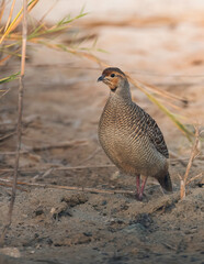 Photo of Grey Francolin walking in the sand