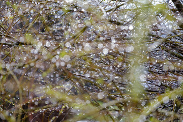 drops on twigs after rain in the spring sun