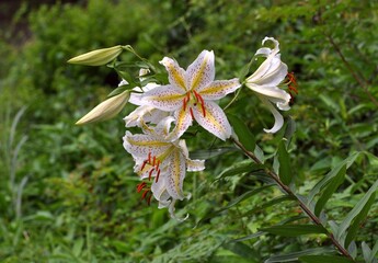 ヤマユリの花