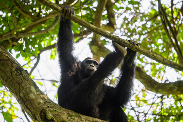 Naklejka premium A chimpanzee sitting on a tree in a forest