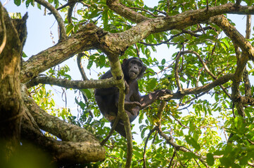 A chimpanzee sitting on a tree in a forest