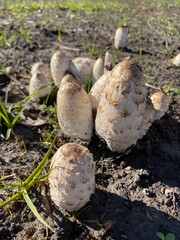 mushrooms in the forest