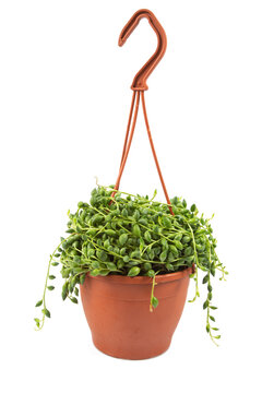 Senecio rowleyanus. This plant is commonly known as string-of-pearls or string-of-beads.