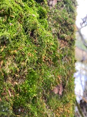 moss on the tree