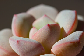 Pink Echeveria close-up soft focus